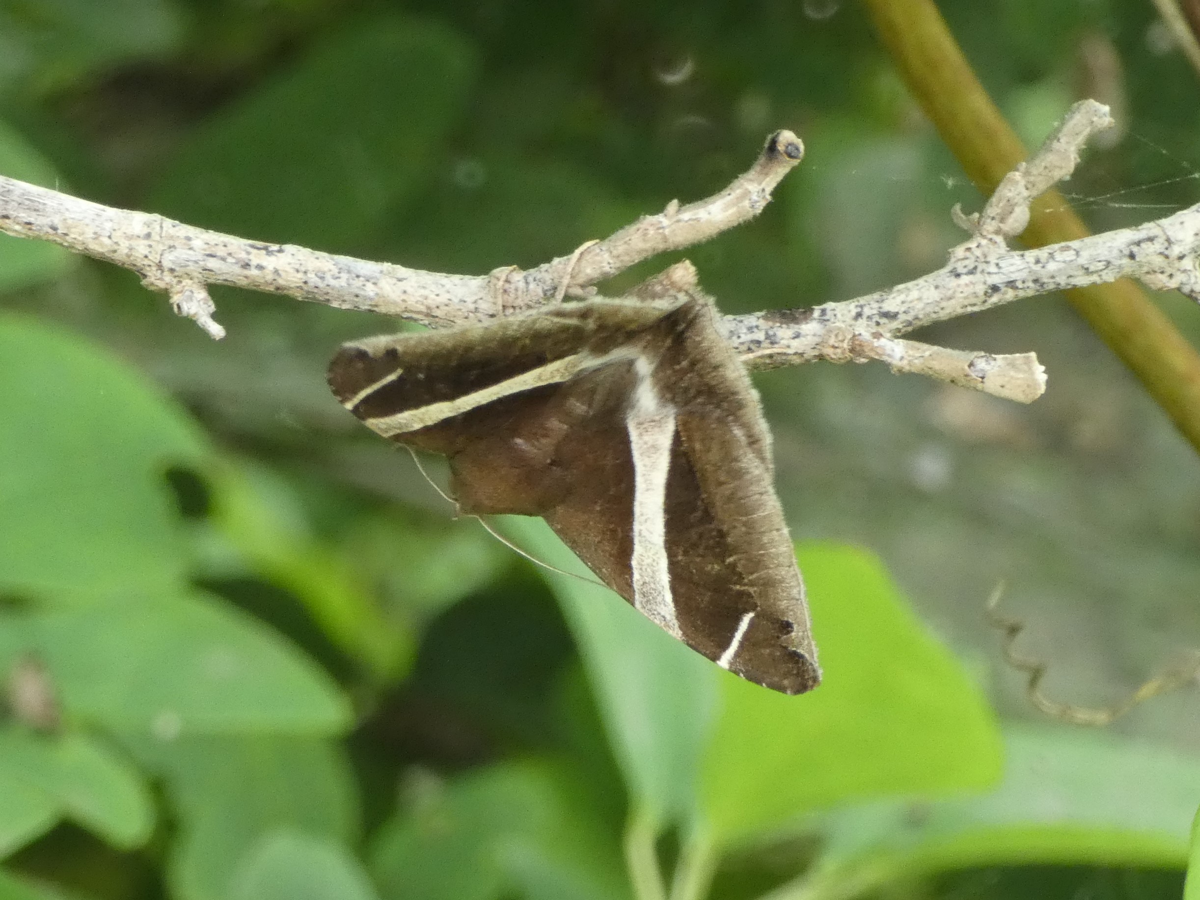photo_1
